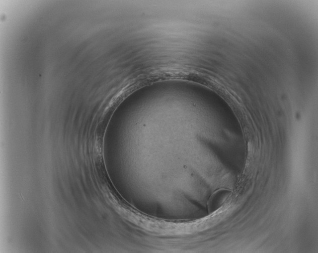 X0000067510048200604101306