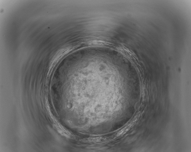 X0000067510049200604101306