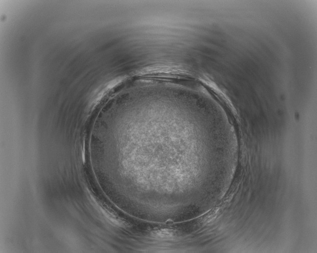 X0000067510062200604101306