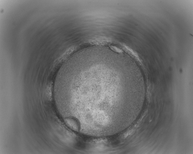 X0000067510065200604101306