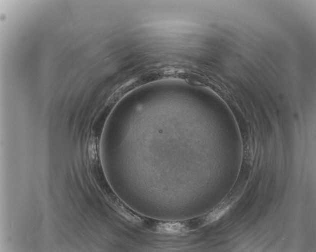 X0000067510137200604101305