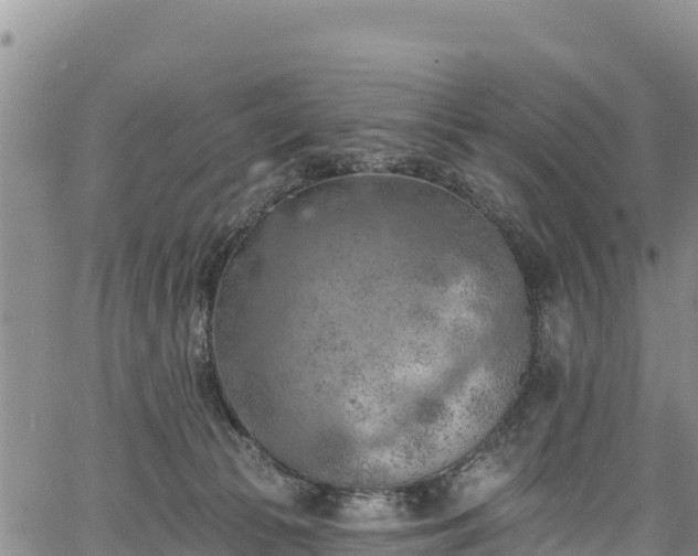 X0000067510177200604101305