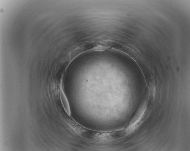 X0000067510186200604101305