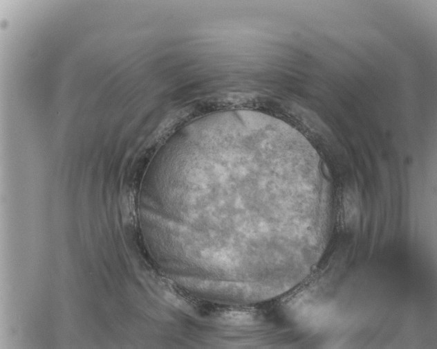 X0000067510236200604101303