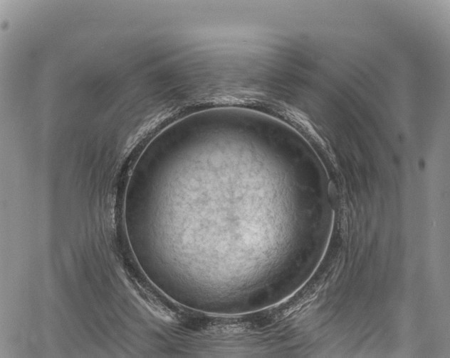 X0000067510299200604101302