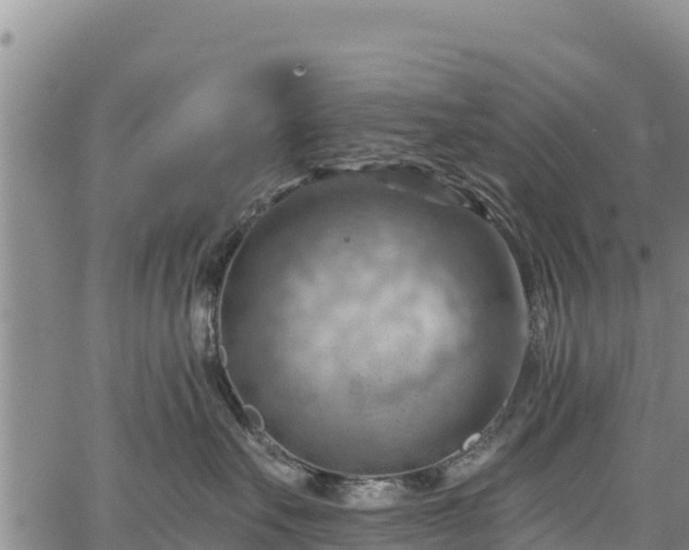 X0000067510527200604101259