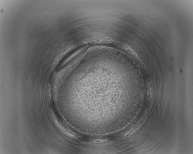 X0000067510542200604101258