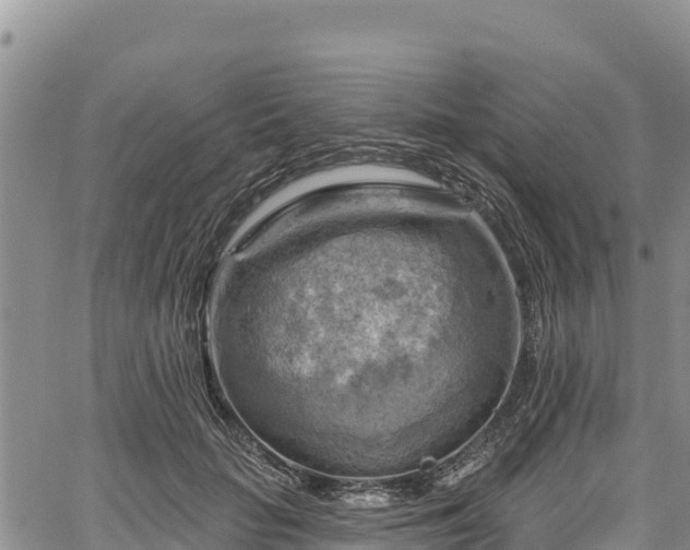 X0000067510653200604101257