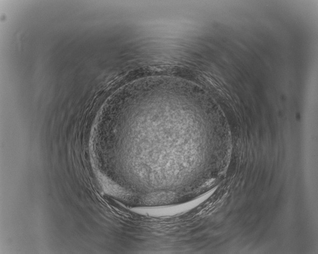 X0000067510817200604101253