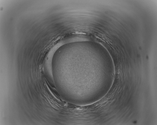 X0000067510868200604101253