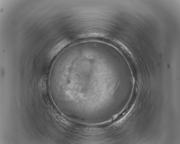 X0000067510921200604101252