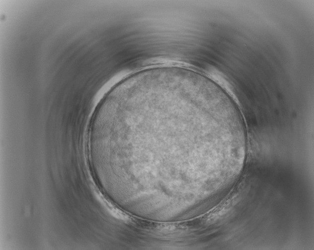 X0000067511098200604101249