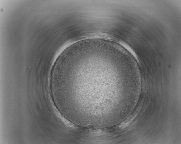 X0000067511099200604101249