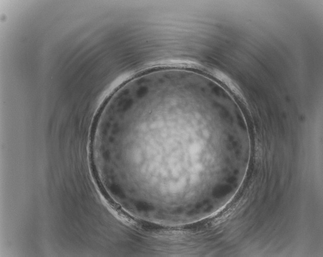 X0000067511237200604101247