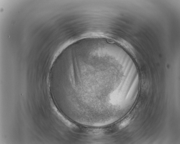 X0000067511382200604101245