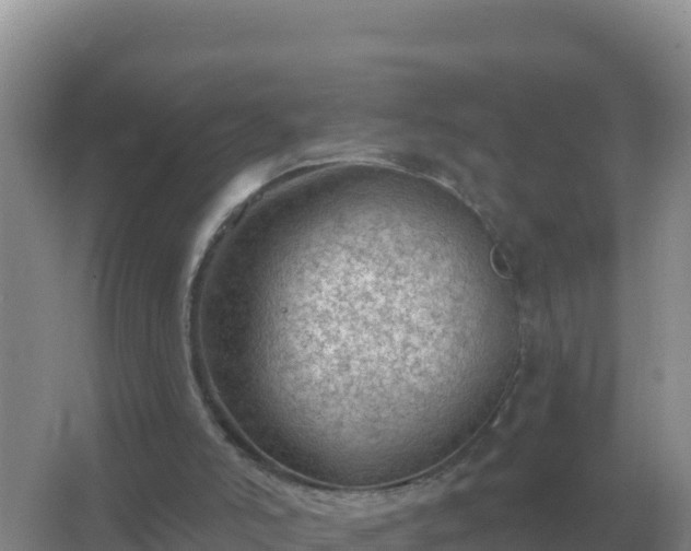 X0000067510006200604150145