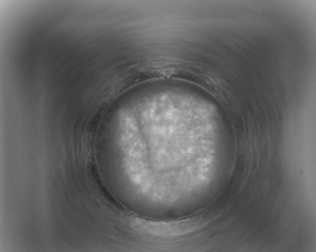 X0000067510030200604150145