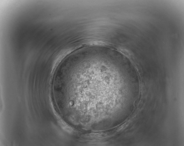 X0000067510049200604150144