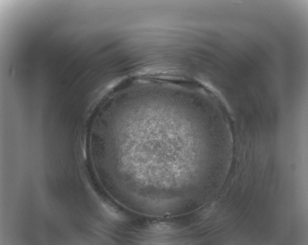 X0000067510062200604150144