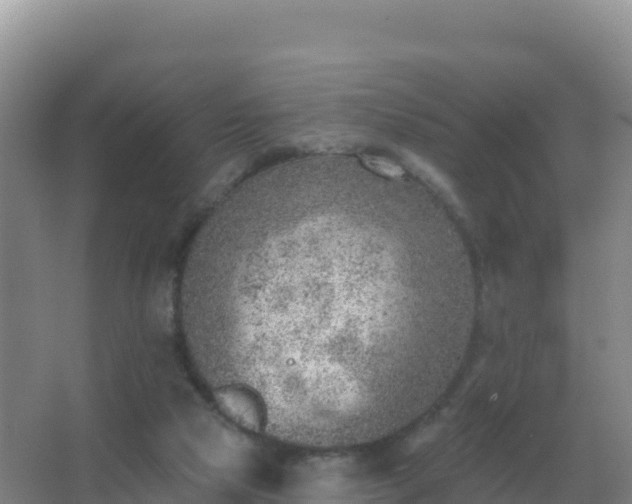 X0000067510065200604150144