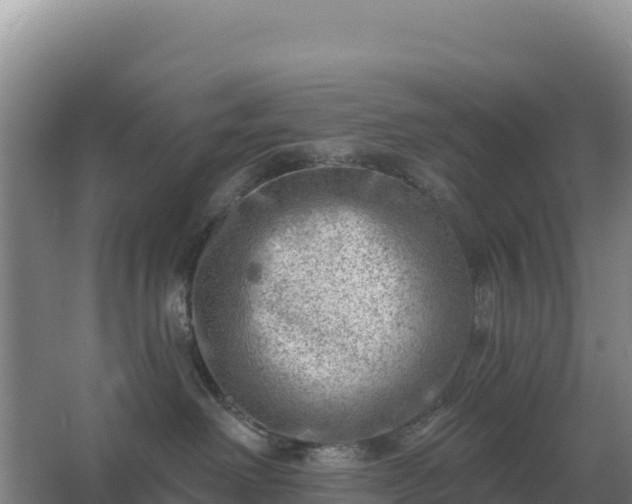 X0000067510238200604150141