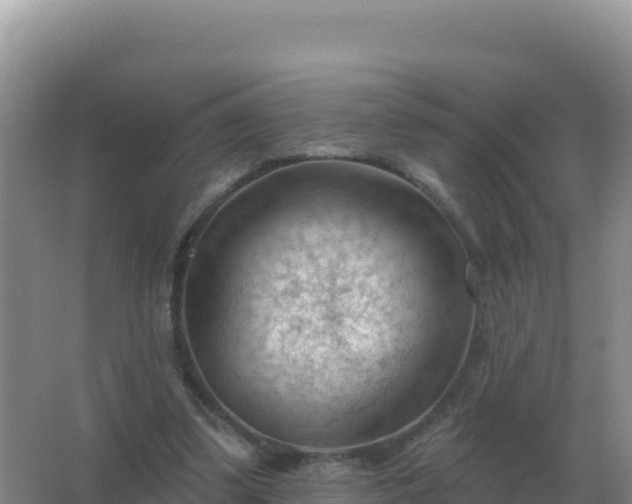 X0000067510299200604150140