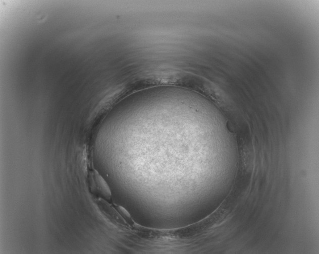 X0000067510594200604150135