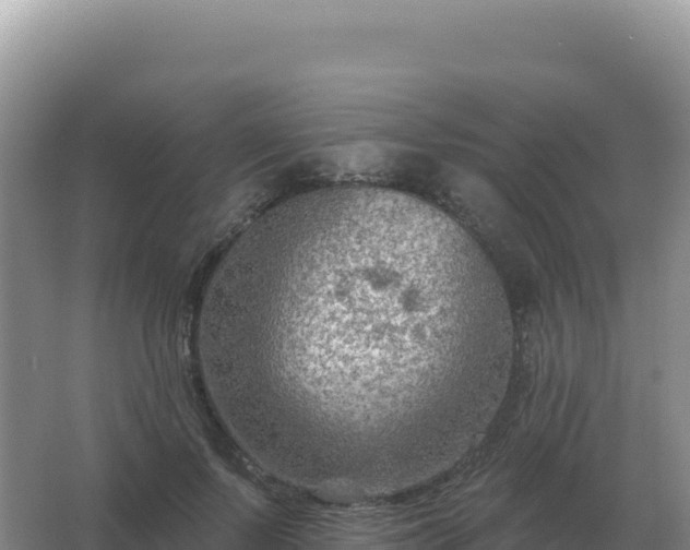 X0000067510695200604150134