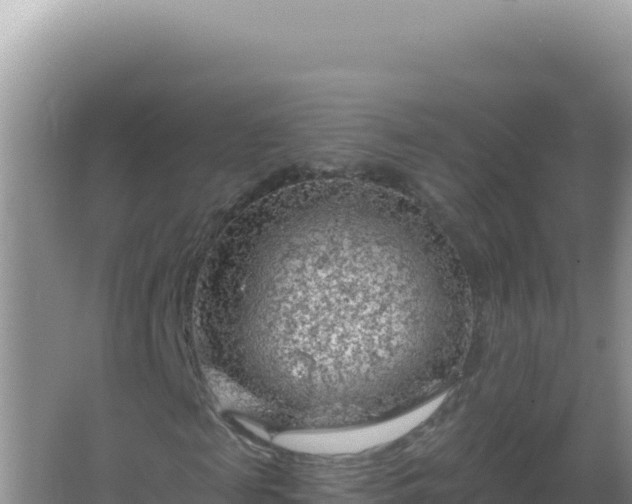 X0000067510817200604150131