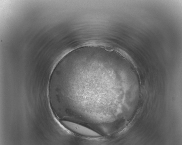 X0000067510855200604150131