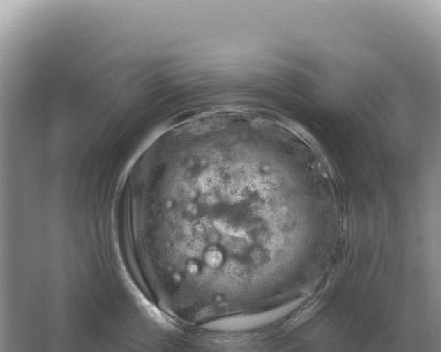 X0000067510859200604150131