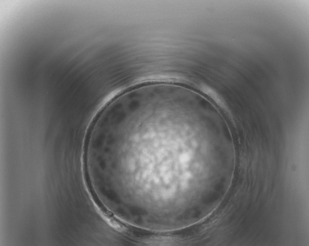 X0000067511237200604150125