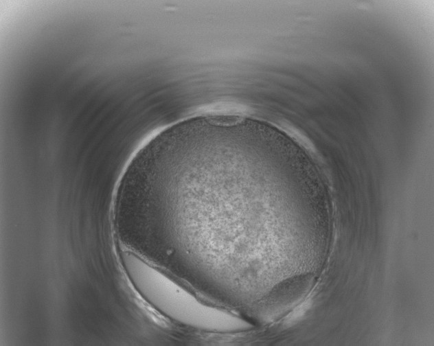 X0000067511248200604150125