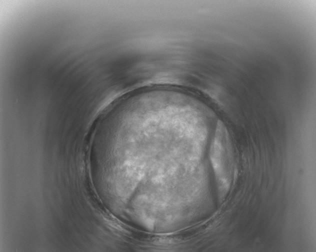 X0000067511266200604150124