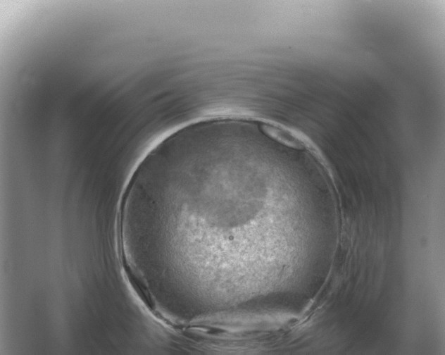 X0000067511295200604150124