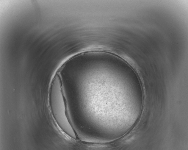 X0000067511296200604150124