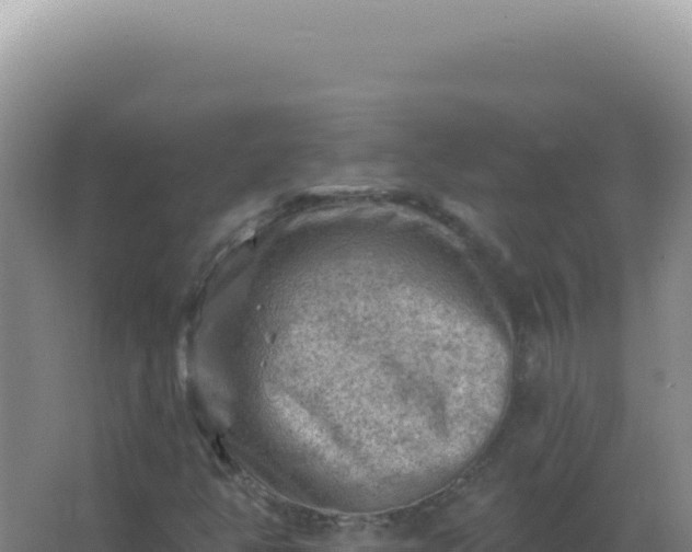 X0000067511350200604150123