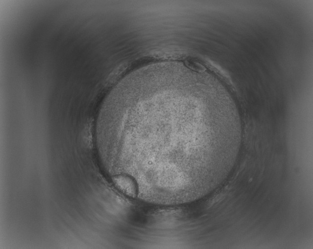 X0000067510065200604211802