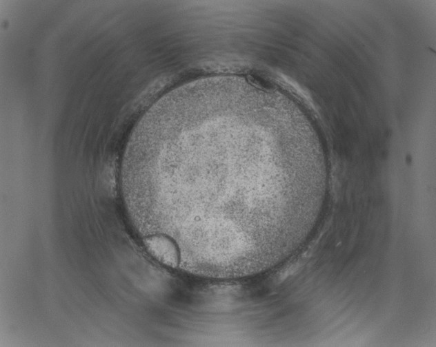 X0000067510065200604281619