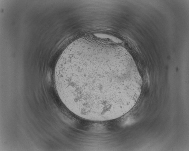 X0000067510166200604281617