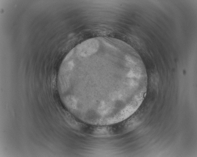 X0000067510177200604281618