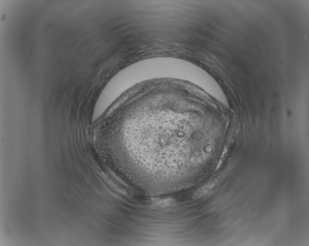 X0000067510185200604281618