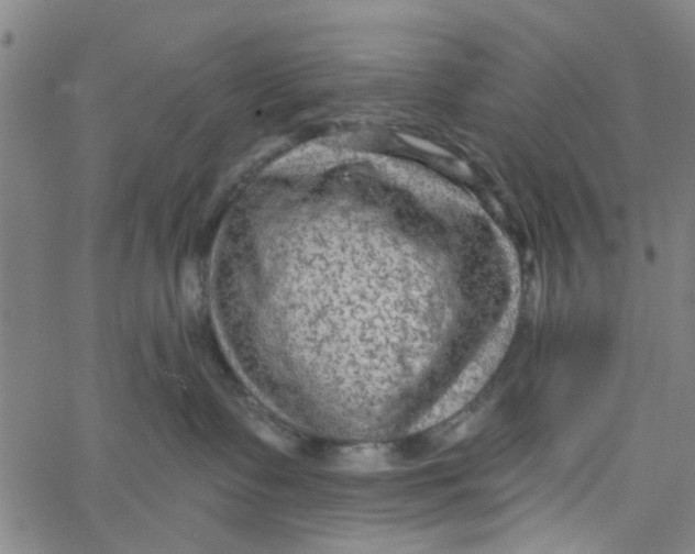 X0000067510335200604281615