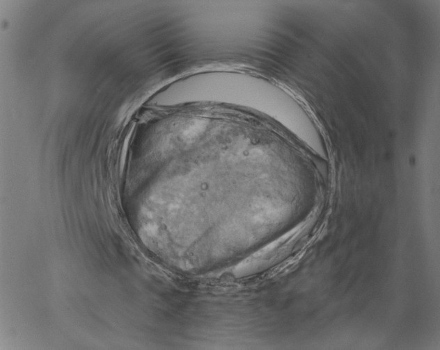 X0000067510337200604281614