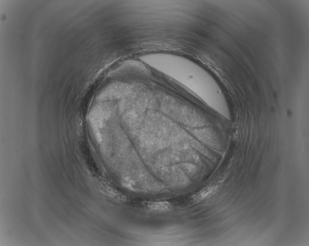 X0000067510355200604281614