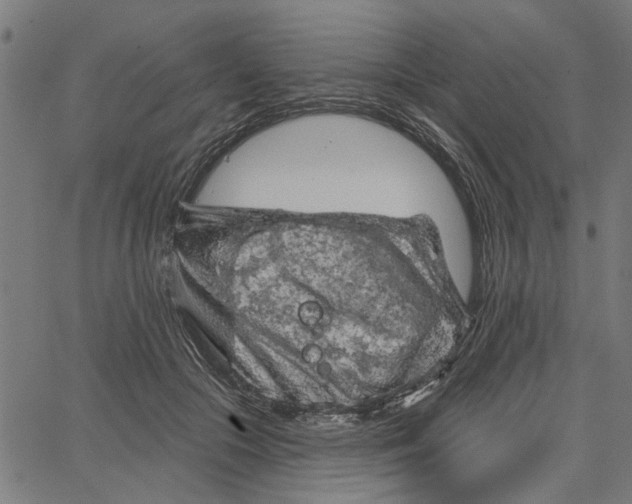 X0000067510553200604281611