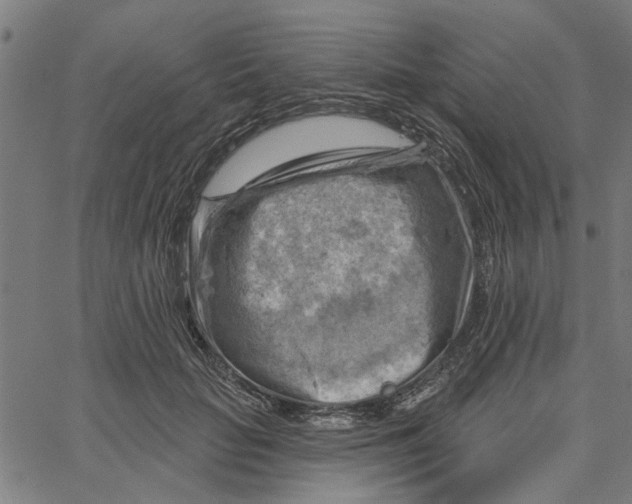 X0000067510653200604281609