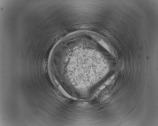 X0000067510669200604281610