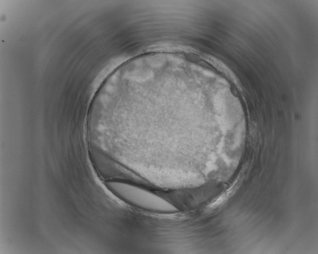 X0000067510855200604281606