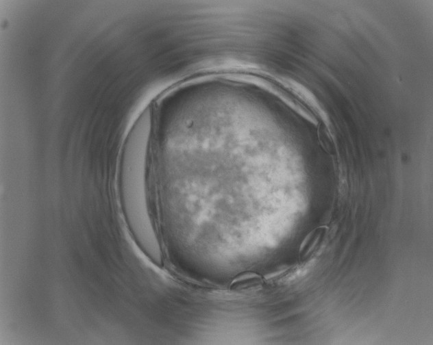 X0000067510863200604281607